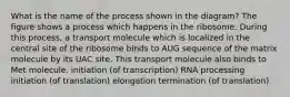 What is the name of the process shown in the diagram? The figure shows a process which happens in the ribosome. During this process, a transport molecule which is localized in the central site of the ribosome binds to AUG sequence of the matrix molecule by its UAC site. This transport molecule also binds to Met molecule. initiation (of transcription) RNA processing initiation (of translation) elongation termination (of translation)