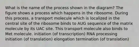 What is the name of the process shown in the diagram? The figure shows a process which happens in the ribosome. During this process, a transport molecule which is localized in the central site of the ribosome binds to AUG sequence of the matrix molecule by its UAC site. This transport molecule also binds to Met molecule. initiation (of transcription) RNA processing initiation (of translation) elongation termination (of translation)