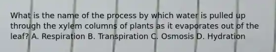 What is the name of the process by which water is pulled up through the xylem columns of plants as it evaporates out of the leaf? A. Respiration B. Transpiration C. Osmosis D. Hydration