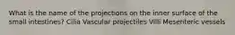 What is the name of the projections on the inner surface of the small intestines? Cilia Vascular projectiles Villi Mesenteric vessels