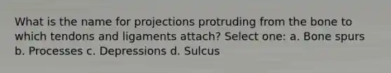 What is the name for projections protruding from the bone to which tendons and ligaments attach? Select one: a. Bone spurs b. Processes c. Depressions d. Sulcus