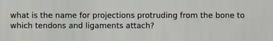 what is the name for projections protruding from the bone to which tendons and ligaments attach?