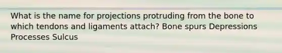 What is the name for projections protruding from the bone to which tendons and ligaments attach? Bone spurs Depressions Processes Sulcus