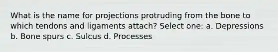 What is the name for projections protruding from the bone to which tendons and ligaments attach? Select one: a. Depressions b. Bone spurs c. Sulcus d. Processes