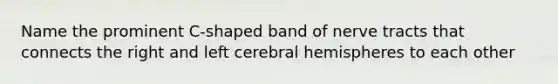 Name the prominent C-shaped band of nerve tracts that connects the right and left cerebral hemispheres to each other