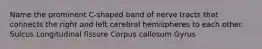 Name the prominent C-shaped band of nerve tracts that connects the right and left cerebral hemispheres to each other. Sulcus Longitudinal fissure Corpus callosum Gyrus