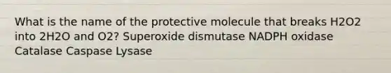 What is the name of the protective molecule that breaks H2O2 into 2H2O and O2? Superoxide dismutase NADPH oxidase Catalase Caspase Lysase