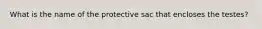 What is the name of the protective sac that encloses the testes?