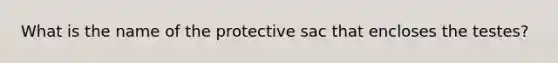 What is the name of the protective sac that encloses the testes?