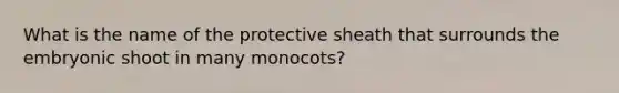 What is the name of the protective sheath that surrounds the embryonic shoot in many monocots?