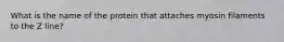 What is the name of the protein that attaches myosin filaments to the Z line?