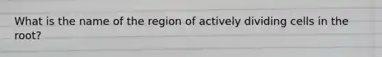 What is the name of the region of actively dividing cells in the root?