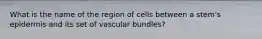 What is the name of the region of cells between a stem's epidermis and its set of vascular bundles?