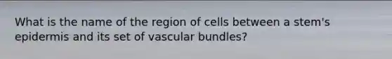 What is the name of the region of cells between a stem's epidermis and its set of vascular bundles?