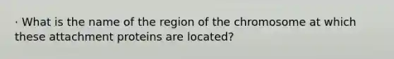 · What is the name of the region of the chromosome at which these attachment proteins are located?