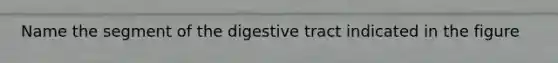 Name the segment of the digestive tract indicated in the figure