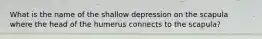 What is the name of the shallow depression on the scapula where the head of the humerus connects to the scapula?