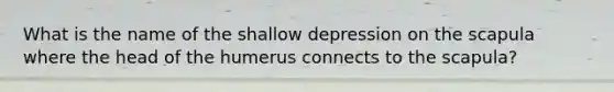 What is the name of the shallow depression on the scapula where the head of the humerus connects to the scapula?