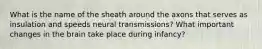 What is the name of the sheath around the axons that serves as insulation and speeds neural transmissions? What important changes in the brain take place during infancy?