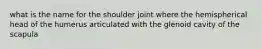 what is the name for the shoulder joint where the hemispherical head of the humerus articulated with the glenoid cavity of the scapula