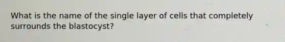 What is the name of the single layer of cells that completely surrounds the blastocyst?