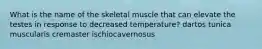 What is the name of the skeletal muscle that can elevate the testes in response to decreased temperature? dartos tunica muscularis cremaster ischiocavernosus