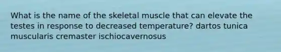 What is the name of the skeletal muscle that can elevate the testes in response to decreased temperature? dartos tunica muscularis cremaster ischiocavernosus