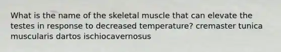 What is the name of the skeletal muscle that can elevate the testes in response to decreased temperature? cremaster tunica muscularis dartos ischiocavernosus