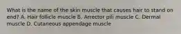 What is the name of the skin muscle that causes hair to stand on end? A. Hair follicle muscle B. Arrector pili muscle C. Dermal muscle D. Cutaneous appendage muscle