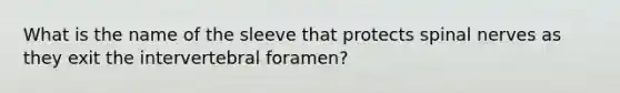 What is the name of the sleeve that protects spinal nerves as they exit the intervertebral foramen?