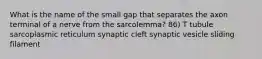 What is the name of the small gap that separates the axon terminal of a nerve from the sarcolemma? 86) T tubule sarcoplasmic reticulum synaptic cleft synaptic vesicle sliding filament