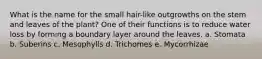 What is the name for the small hair-like outgrowths on the stem and leaves of the plant? One of their functions is to reduce water loss by forming a boundary layer around the leaves. a. Stomata b. Suberins c. Mesophylls d. Trichomes e. Mycorrhizae