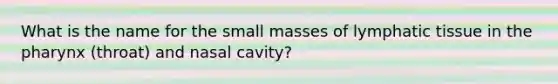 What is the name for the small masses of lymphatic tissue in the pharynx (throat) and nasal cavity?