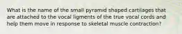 What is the name of the small pyramid shaped cartilages that are attached to the vocal ligments of the true vocal cords and help them move in response to skeletal muscle contraction?