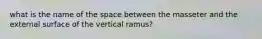 what is the name of the space between the masseter and the external surface of the vertical ramus?