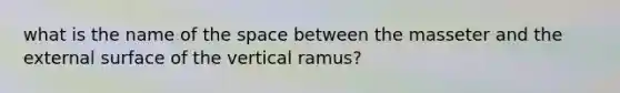 what is the name of the space between the masseter and the external surface of the vertical ramus?