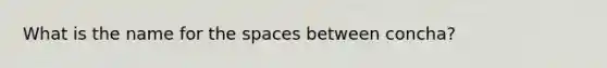 What is the name for the spaces between concha?