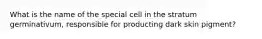 What is the name of the special cell in the stratum germinativum, responsible for producting dark skin pigment?