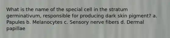 What is the name of the special cell in the stratum germinativum, responsible for producing dark skin pigment? a. Papules b. Melanocytes c. Sensory nerve fibers d. Dermal papillae