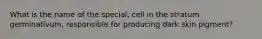 What is the name of the special, cell in the stratum germinativum, responsible for producing dark skin pigment?