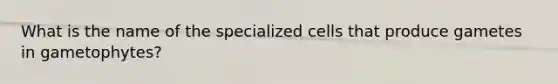 What is the name of the specialized cells that produce gametes in gametophytes?