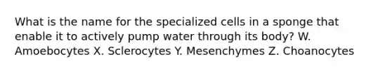 What is the name for the specialized cells in a sponge that enable it to actively pump water through its body? W. Amoebocytes X. Sclerocytes Y. Mesenchymes Z. Choanocytes