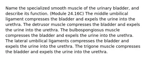 Name the specialized smooth muscle of the urinary bladder, and describe its function. (Module 24.16C) The middle umbilical ligament compresses the bladder and expels the urine into the urethra. The detrusor muscle compresses the bladder and expels the urine into the urethra. The bulbospongiosus muscle compresses the bladder and expels the urine into the urethra. The lateral umbilical ligaments compresses the bladder and expels the urine into the urethra. The trigone muscle compresses the bladder and expels the urine into the urethra.