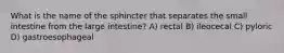 What is the name of the sphincter that separates the small intestine from the large intestine? A) rectal B) ileocecal C) pyloric D) gastroesophageal