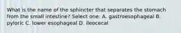 What is the name of the sphincter that separates the stomach from the small intestine? Select one: A. gastroesophageal B. pyloric C. lower esophageal D. ileocecal