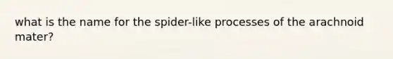 what is the name for the spider-like processes of the arachnoid mater?