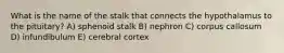 What is the name of the stalk that connects the hypothalamus to the pituitary? A) sphenoid stalk B) nephron C) corpus callosum D) infundibulum E) cerebral cortex