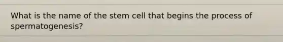 What is the name of the stem cell that begins the process of spermatogenesis?