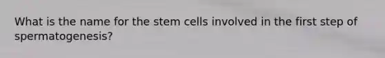 What is the name for the stem cells involved in the first step of spermatogenesis?