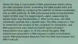 Name the step in transciption A.RNA polymerase travels along the DNA template strand, unwinding the DNA double helix and synthesizing RNA by catalyzing the addition of ribose nucleotides into an RNA molecule. B. RNA polymerase binds to the promoter region of DNA near the beginning of a gene, separating the double helix near the promoter C. After termination, the DNA completely rewinds into a double helix. The RNA molecule is free to move from the nucleus to the cytoplasm for translation, and RNA polymerase may move to another gene and begin transcription once again. D. At the end of the gene, RNA polymerase encounters a DNA sequence called a termination signal. RNA polymerase detaches from the DNA and releases the RNA molecule.